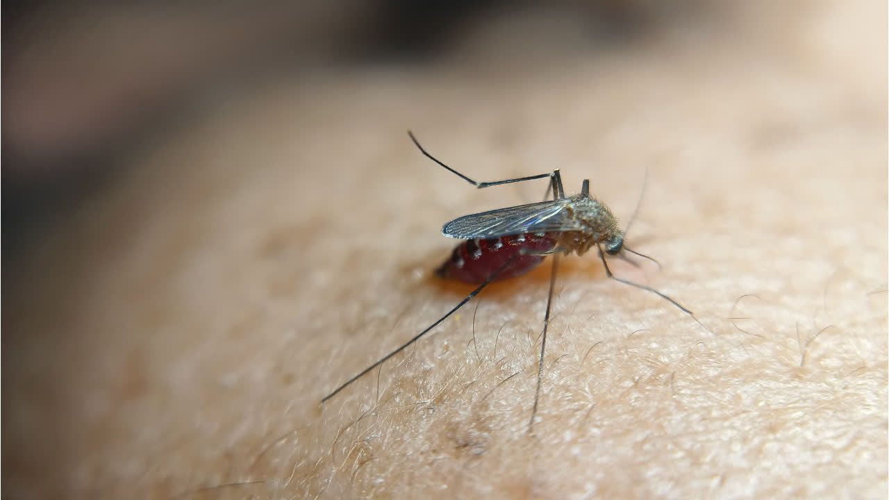Video: Behörde warnt vor Malaria in Frankfurt
