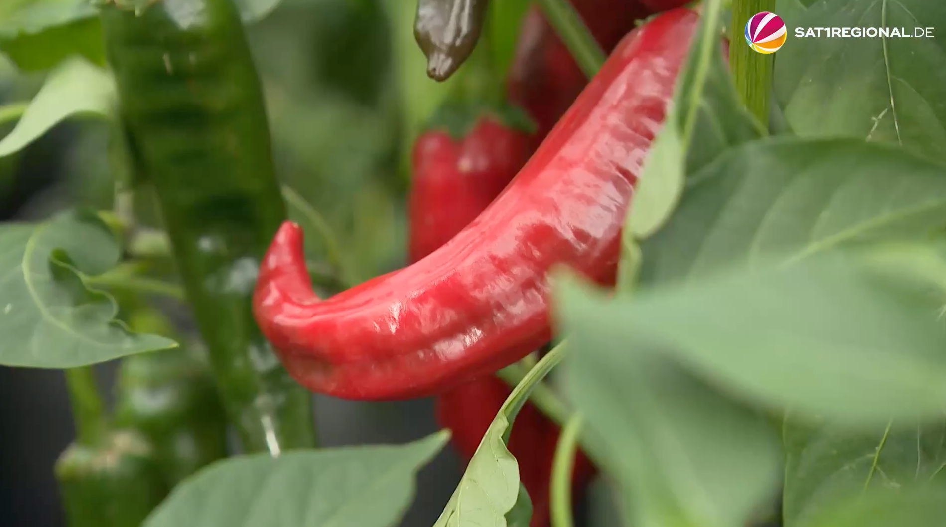 Video: Scharfes Hobby: Garbsener baut Chili im eigenen Garten an