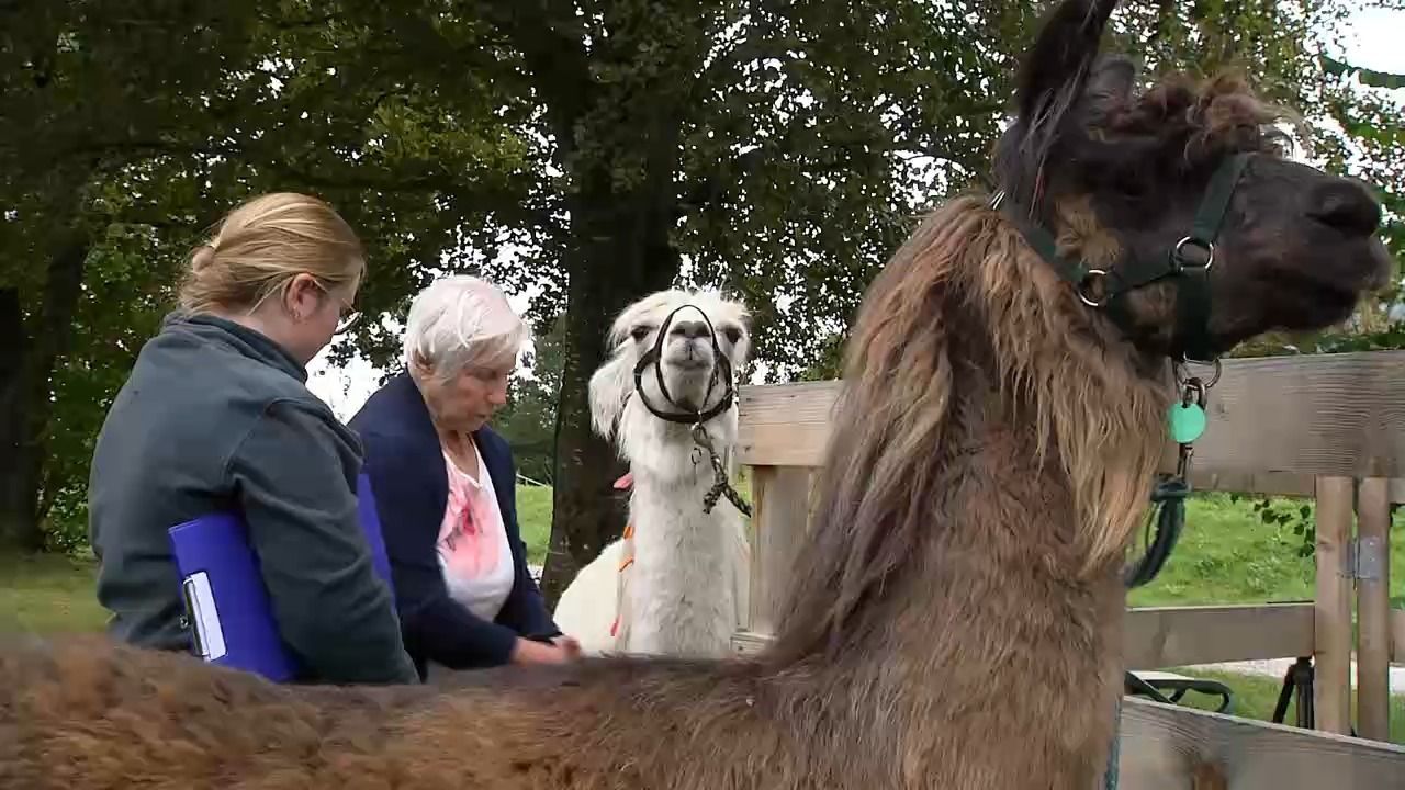 Video: Lebensfreude durch Lamas und Hunde? Tiertherapie in der Reha