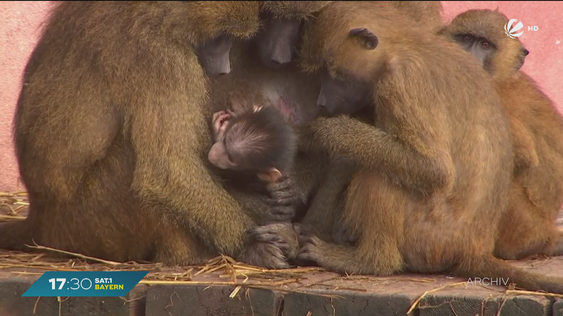 Zucht-soll-weiterlaufen-Pavian-in-N-rnberger-Tiergarten-geboren