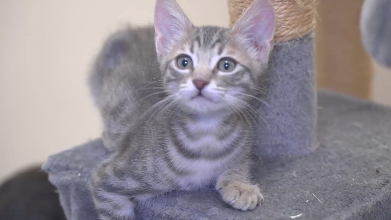 Video: 44 Katzen auf engstem Raum: Veterinäramt greift wegen Tierquälerei ein