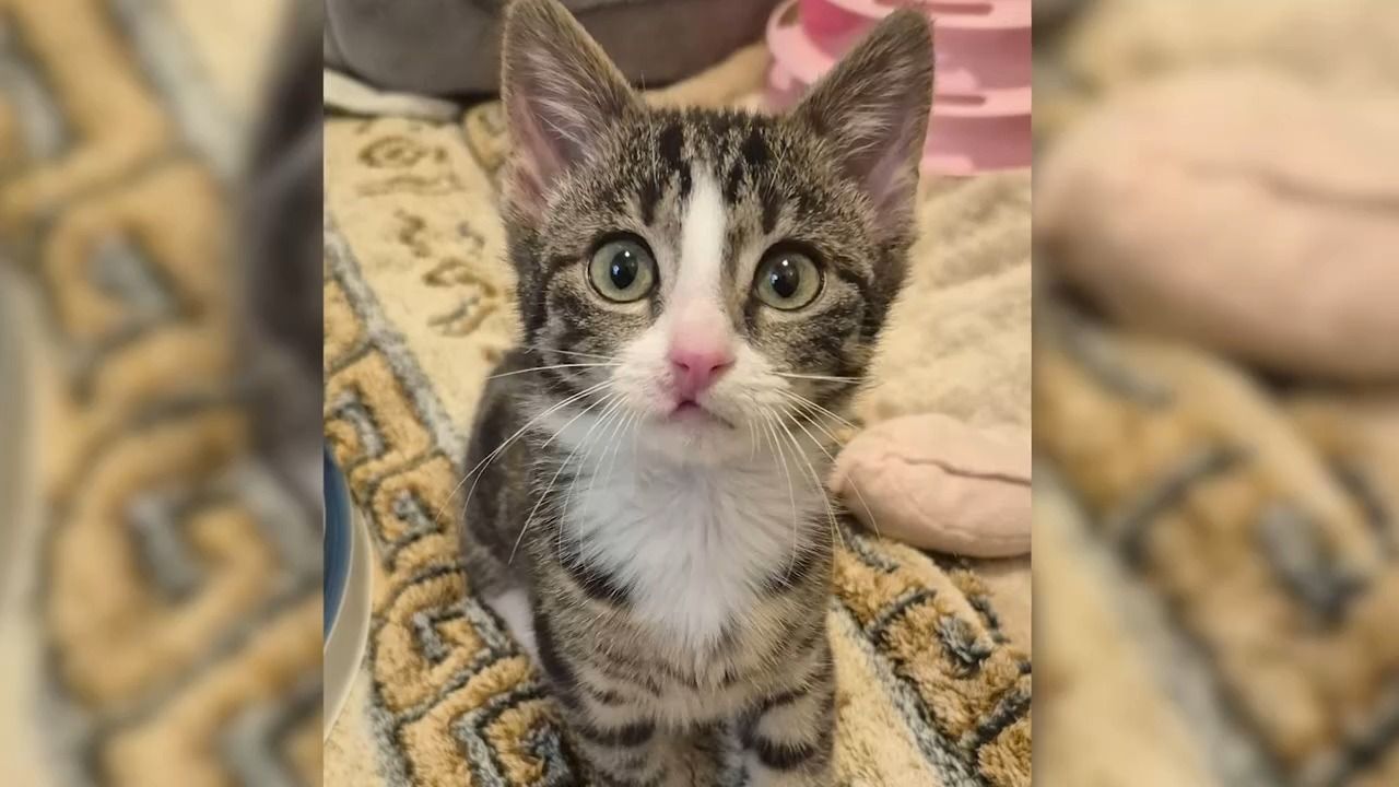 Video: Tierrettung bei Dachau: Kätzchen versteckt sich im Auto