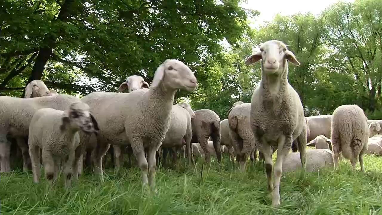 Video: Weniger Schafe im Freistaat: Bestand um 4,5 Prozent gesunken