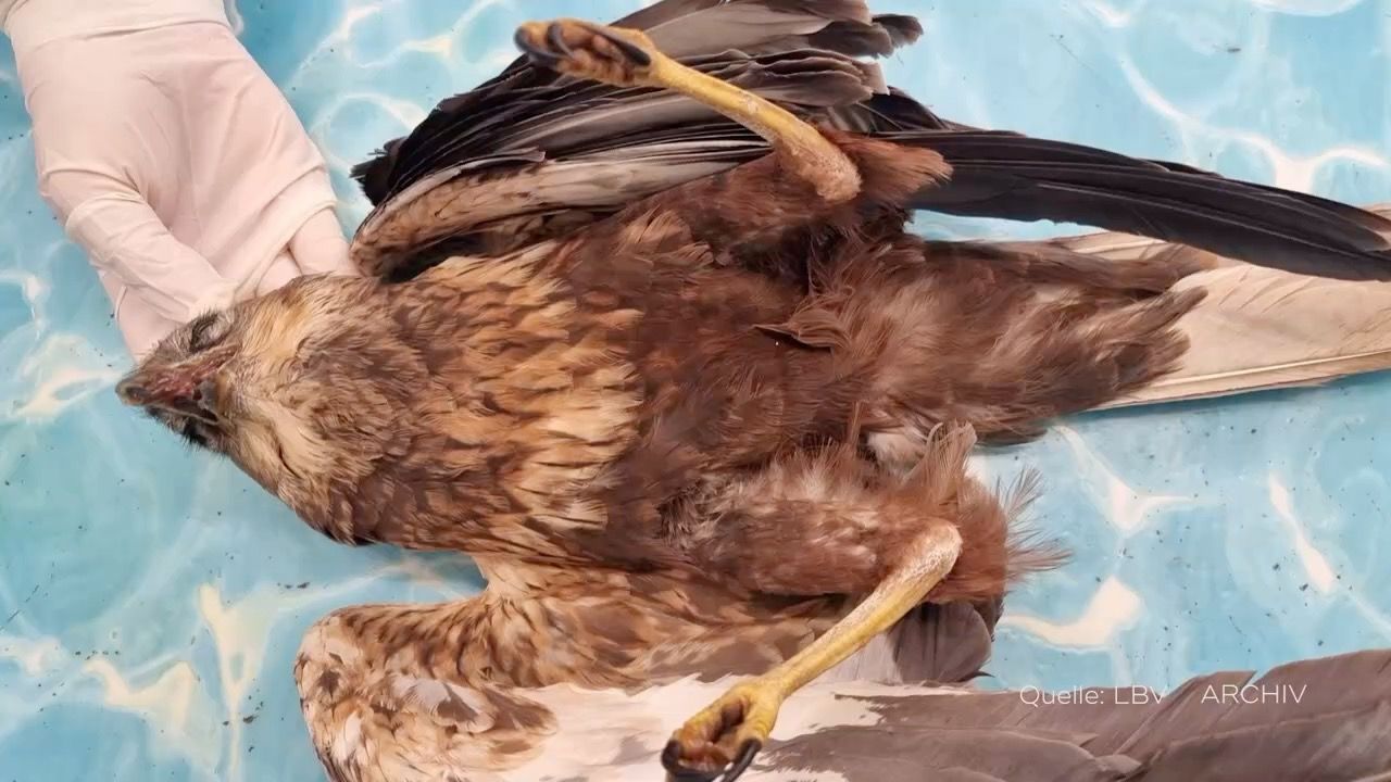 Video: Vergiftete Greifvögel in Niederbayern: Ermittler werten sechs Handys aus