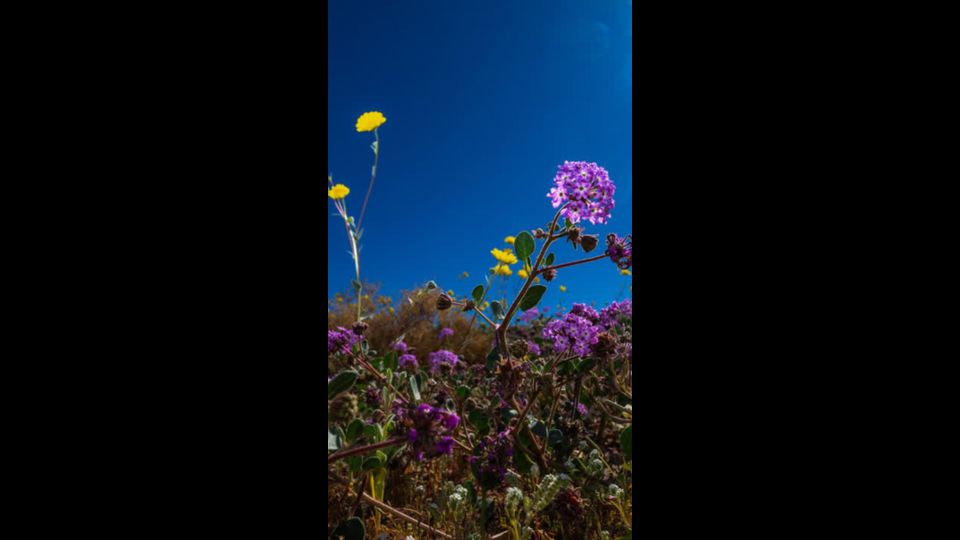 Seltene Blütenpracht im Death Valley