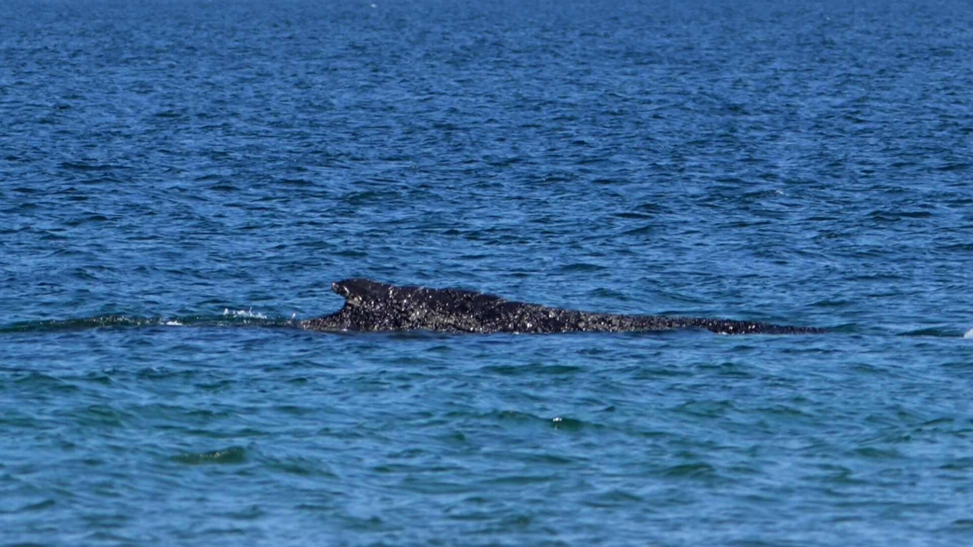 Video: Erster Walsieg: Koloss in Ostsee befreit