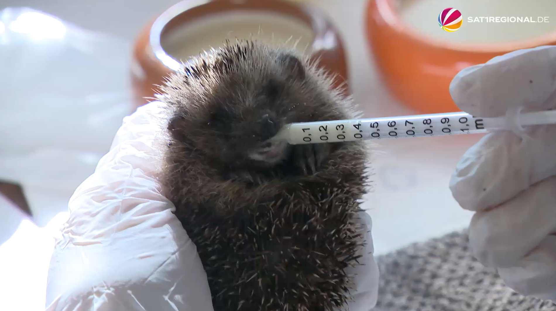 Video: Igelhilfe-Seelze kümmert sich um alleingelassene Jungtiere