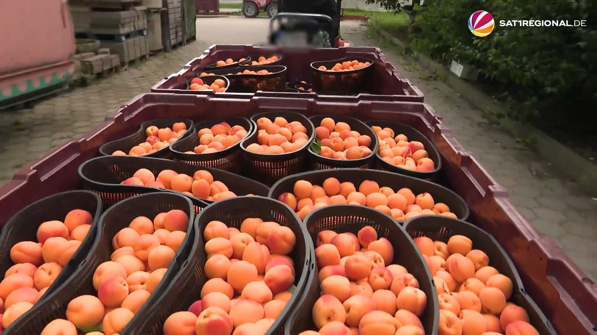 Video: Obstbauern in Niedersachsen schlagen Alarm: Heimischer Anbau unter Druck