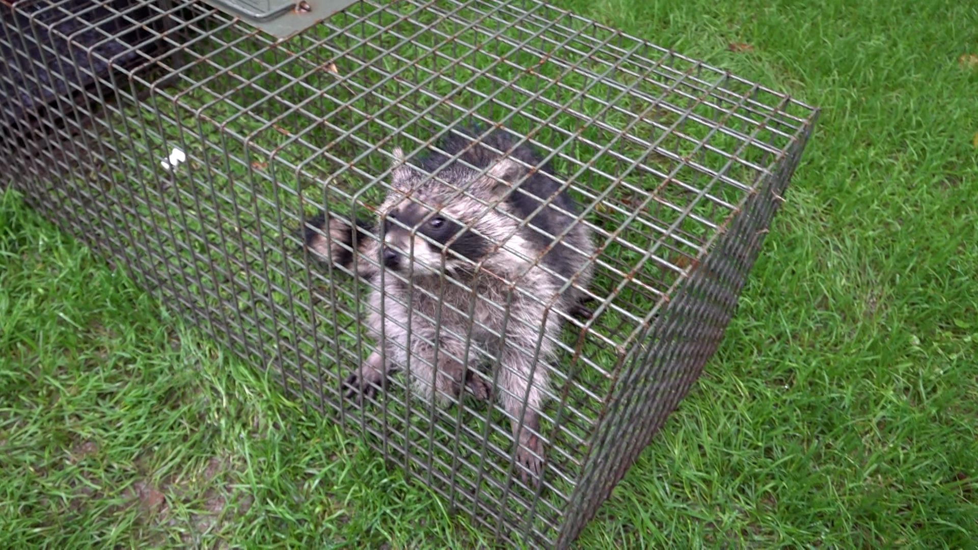 Video: Ehrenamtlicher Waschbär-Jäger muss Kosten selbst tragen