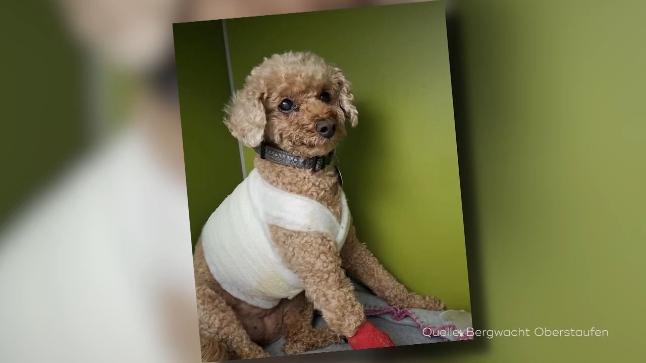 Hund stürzt über 100 Meter: Zwergpudel überlebt Unfall