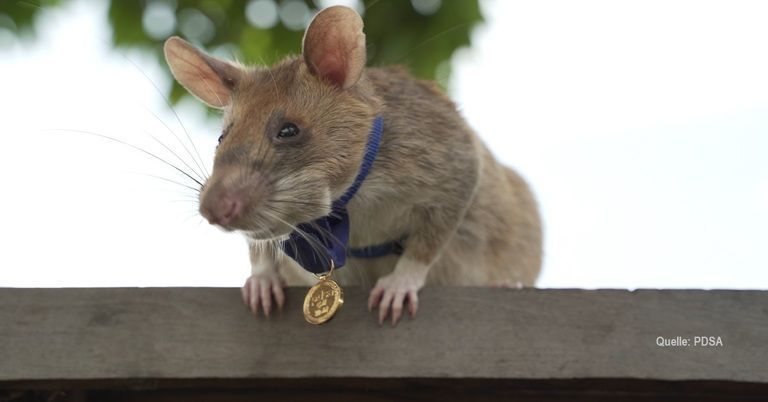 Kurios: Diese Ratte erhält goldene Tapferkeitsmedaille