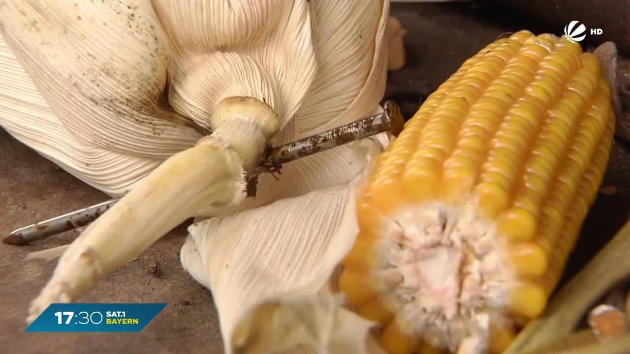 Pähl bei Weilheim: Sabotage auf Maisfeld - Landwirt entdeckt rostige Nägel