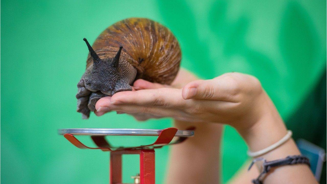Gefährliche Infektionen drohen: Forschende warnen vor diesem Haustier-Trend