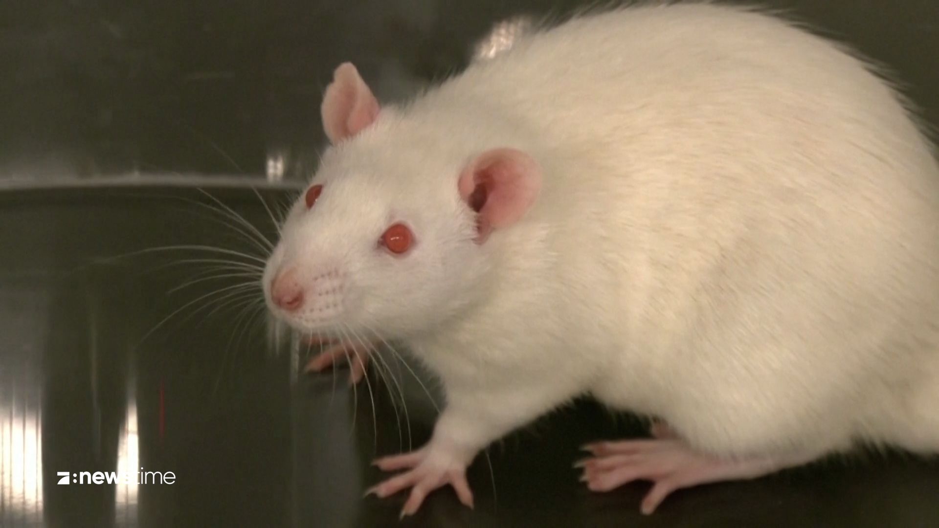 Tiere im Drogenrausch: Diese Ratten sind auf einem LSD-Trip