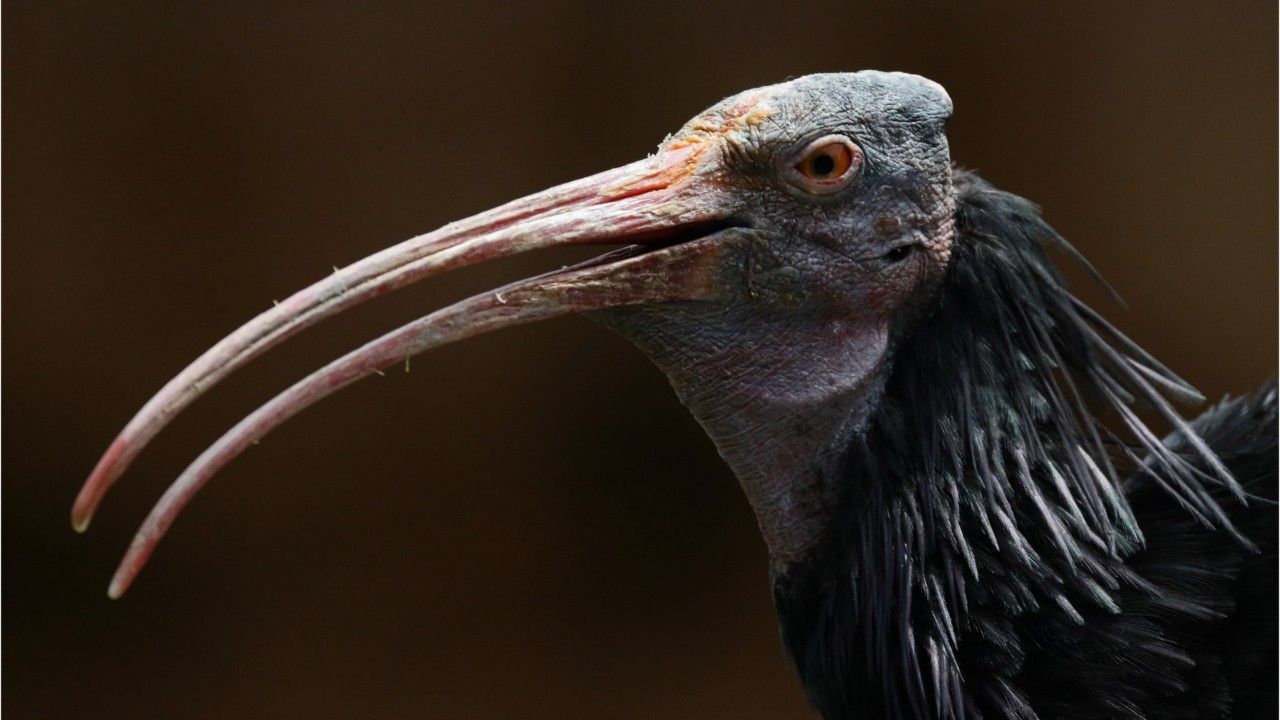 Verirrten Urzeitvögeln droht Tod an Nordsee