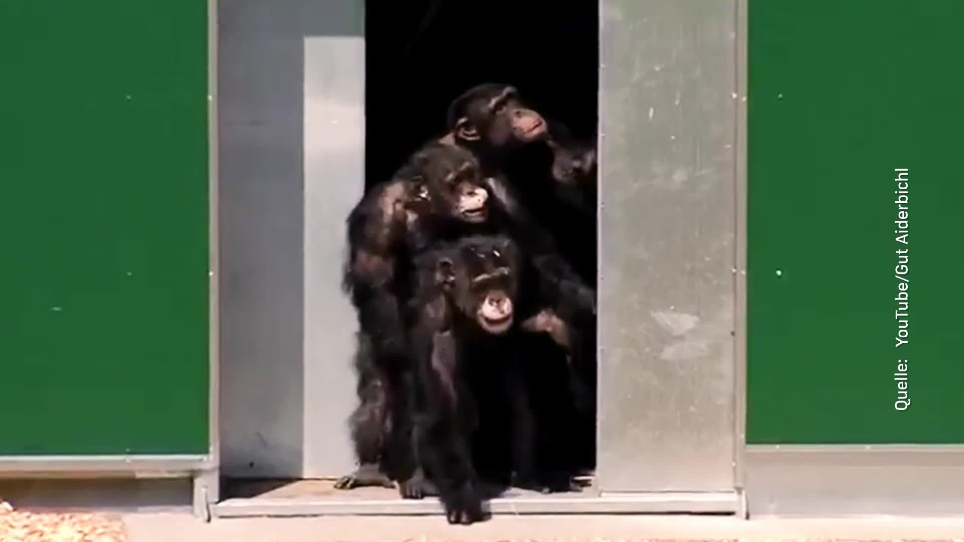 Stück Freiheit für Labor-Schimpansen