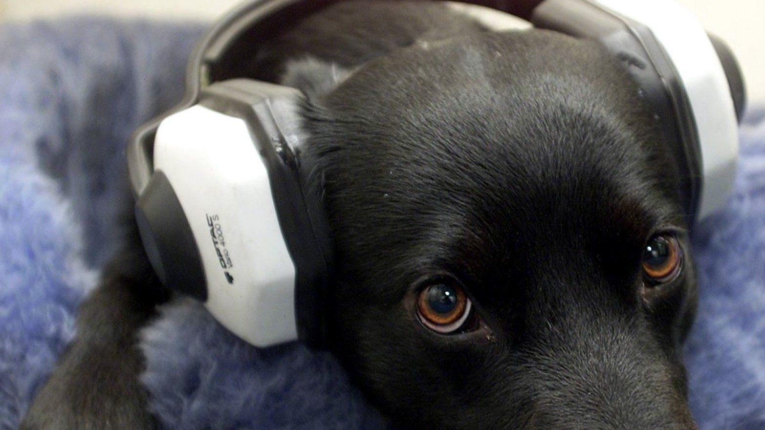 Video: Böller statt Bello: So kann man Hund und Katz zu Silvester helfen