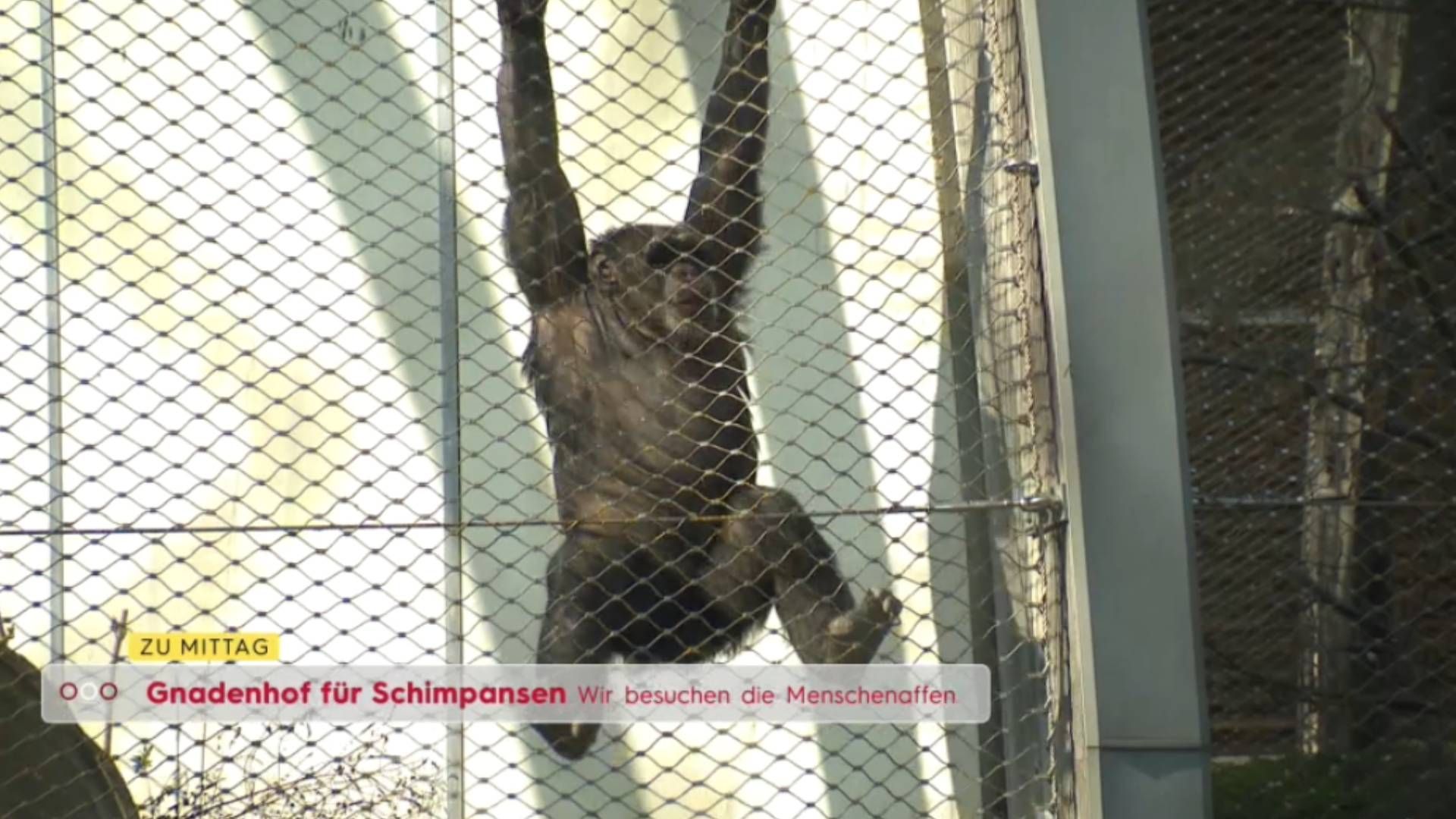Video: Gnadenhof für Schimpansen