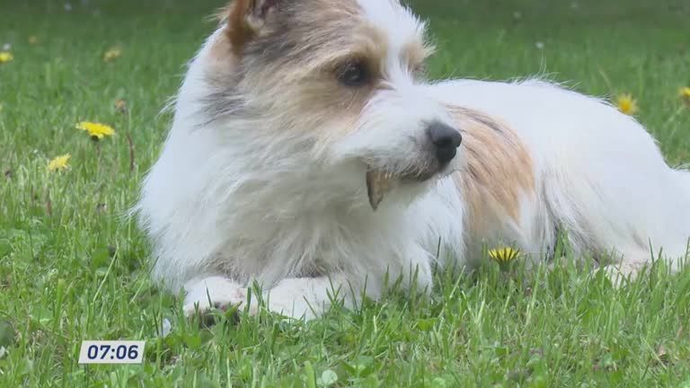 Weihnachtsgeschenke für Haustiere